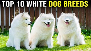 Top 10 White Dog Breeds [upl. by Leicester377]