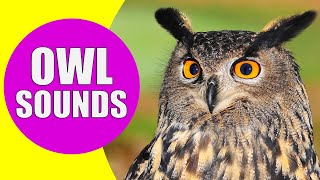 OWL Sounds  Different Types of Owls and Their Sounds [upl. by Phillipe]