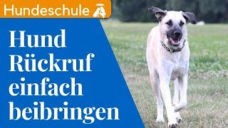 ► Hund Rückruf beibringen ☑  So rufst du garantiert JEDEN HUND PERFEKT ab  Rückruftraining Hund [upl. by Tarfe]