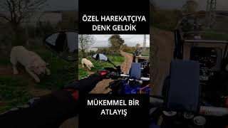 KOMANDO KÖPEK tenere700 yamaha himalayan450 motovlog [upl. by Kunkle]