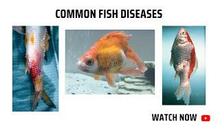 Common fish diseases [upl. by Panthea]