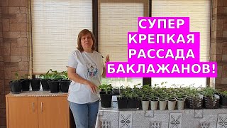 КАк вырастить баклажаны без проблем [upl. by Ynabla]