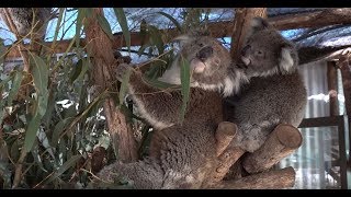 Baby joey koala tries to get a tasty leaf [upl. by Annehcu]