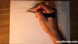 Enzymes Biochemistry Session 8 Classification of Enzymes [upl. by Zennas]