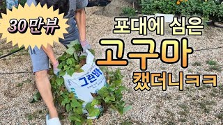 봄에 포대에 심은 고구마 캤더니 ㅎㅎDigging Sweet Potatoes in Bags Korea [upl. by Ludba]