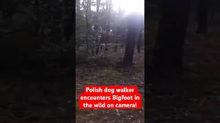 Polish Dog Walker Encounters Bigfoot in the Wild on Camera [upl. by Anivel]