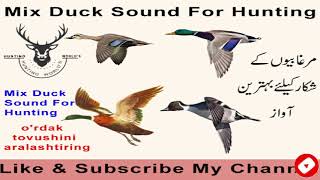 Duck soundduck quackDuck sound for hunting mix ducks soundby DGK Hunter [upl. by Floris]