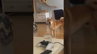 Shiba Inu scream shiba dog funny [upl. by Sjoberg]