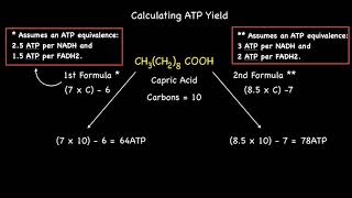 Quick Formula Calculating ATP Yield From Beta Oxidation of Even Numbered Saturated Fatty Acids [upl. by Renard]