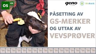 GenoBioBank Påsetting av GSmerker og uttak av vevsprøver på storfe [upl. by Kalagher]