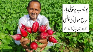 Red Radish Chutney Recipe  Mooli Ki Chutney  grandmas village style  Mubashir Saddique [upl. by Cathey]