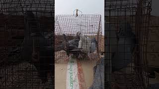 Faridabad Racing pigeon baby kabootar pigeon [upl. by Cila]