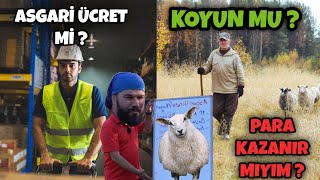 10 KOYUN ASGARİ ÜCRET EDER Mİ [upl. by Husein743]