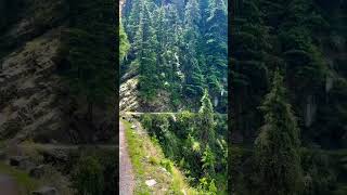 pinetree mountains forest kalatop dalhousie beautiful view himachal [upl. by Neillij]