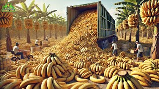 Bananas Mega Factory Processing Millions of Bananas Using Modern Technology [upl. by Bartholemy]