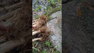 1277 water washing vetiver roots khus khus oil [upl. by Castor493]