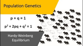 Population Genetics  Hardy Weinberg Equilibrium [upl. by Lindemann]