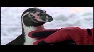 Amundsen Der Pinguin English Subtitles Part 6 [upl. by Conn963]