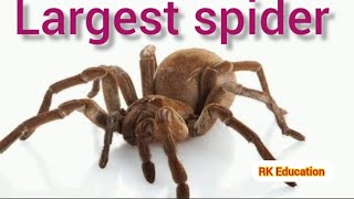 largest spider in the world [upl. by Stoneham172]