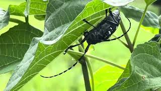 寝起きのゴマダラカミキリ 20240624 LonghornBeetle [upl. by Karlen]