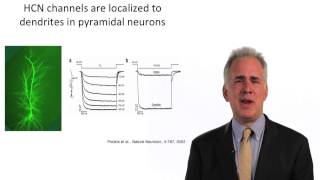 HCN Channels in Epilepsy  Nicholas Poolos [upl. by Aromat]