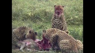 Cheetah the worlds fastest eater [upl. by Filomena235]