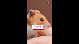 Hamsterbiss mit bitterem Ende [upl. by Gainer92]