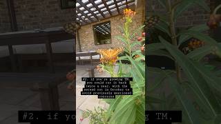 Tropical Milkweed vs Native Milkweed [upl. by Rubia]