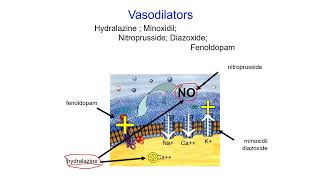 Pharmacology Online  Vasodilator [upl. by Juno]