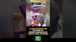 ❤️💦🐶 PERRITO NADADOR CAUSA SENSACIÓN ENTRE TURISTAS [upl. by Maroney]