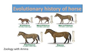 Evolutionary history of horse  ZoologywithAmina [upl. by Samohtnhoj884]