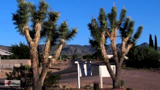 Joshua Trees at Valle Vista Arizona [upl. by Borman]