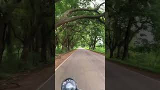 Beautiful grassland treeroad in hesaraghatta 🛣️🌴 travel naturelovers roadtripvideos [upl. by Oberheim]