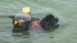 Newfoundland dog water rescue training [upl. by Alakim]