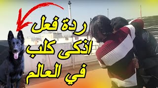 قمة الوفاء، ردة فعل الكلب عند ضرب صاحبه [upl. by Ennairej]