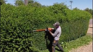 HEDGE trimming privet ligustrum [upl. by Aneelad]