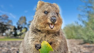 Quokka Eating A Leaf Compilation  Animal ASMR  Quokka Sound Vertical [upl. by Nereil]