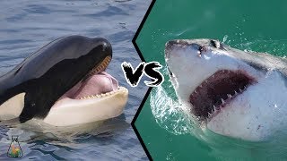 GREAT WHITE SHARK VS KILLER WHALE  Who is the real apex predator [upl. by Bunce]