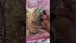 Nandya Conure  Hand Feeding Chicks youtubeshorts short [upl. by Mannuela459]