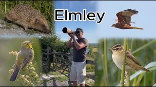 Elmley Nature Reserve Bird Watching July 28th 2024 Canon R7 amp RF 200800mm 4K [upl. by Rivera]