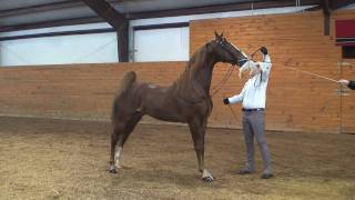 Simbaras Rio Bravo  American Saddlebred Stallion [upl. by Avram]