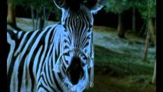 I can be your HERO baby  Zebra trkačica  RACING STRIPES [upl. by Dorwin729]