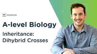 Inheritance Dihybrid Crosses  Alevel Biology  OCR AQA Edexcel [upl. by Tomchay]