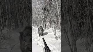 wildboarhunt oxota chasseausanglier shortvideo jagd domuzavi [upl. by Kobylak]