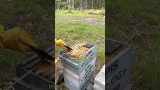 How to protect Bee Hives from Small Hive Beetle in Australia [upl. by Miarhpe]