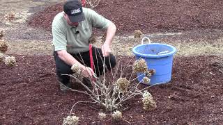 How To or Should You   Prune Hydrangeas in Early Spring [upl. by Onitrof]