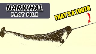 Narwhal Facts that horn is a TOOTH  Animal Fact Files [upl. by Purdum]