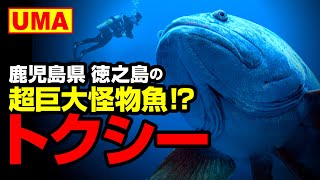 【UMA】鹿児島県 徳之島の超巨大怪物魚「トクシー」 [upl. by Jovita245]