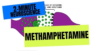 2Minute Neuroscience Methamphetamine [upl. by Tunnell]