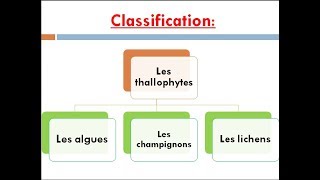 les thallophytes cours de biologie végétale [upl. by Hpesojnhoj435]